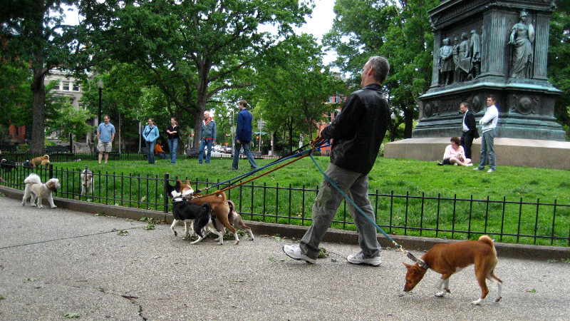many dogs in logan circle, CC-BY Timothy Vollmer